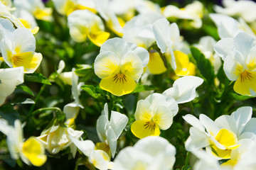 White and Yellow Pansy Flowers,