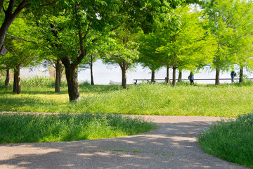 Summer Leaves in a Park