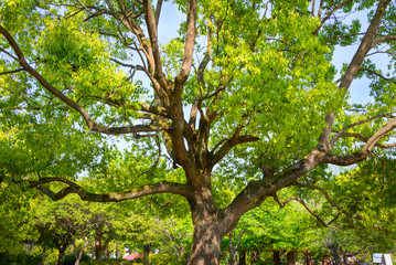 Fototapeta premium Summer Leaves in a Park