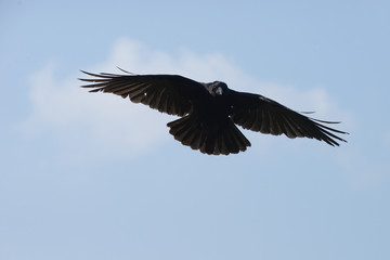 Obraz premium Carrion Crow, Corvus corone