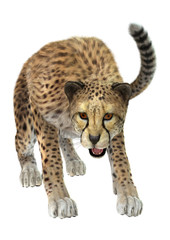 Cheetah
