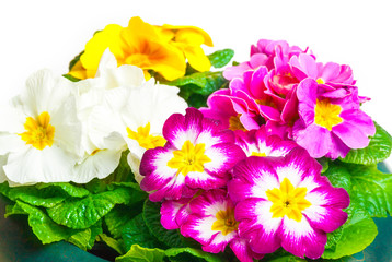 Bunte Primeln