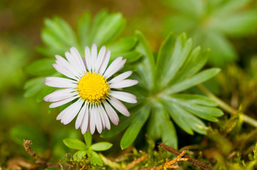 Obraz premium Common daisy on a lawn