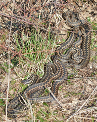 Common European Adder (vipera berus)