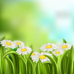 Daisy's  meadow on nature background - 79840212