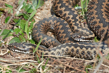 Common European Adder (vipera berus)