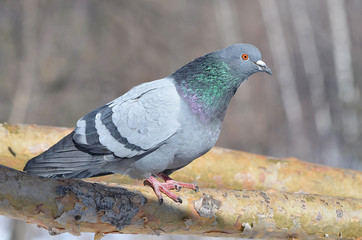 Голубь на дереве.