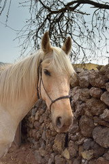 Obraz premium cheval blanc