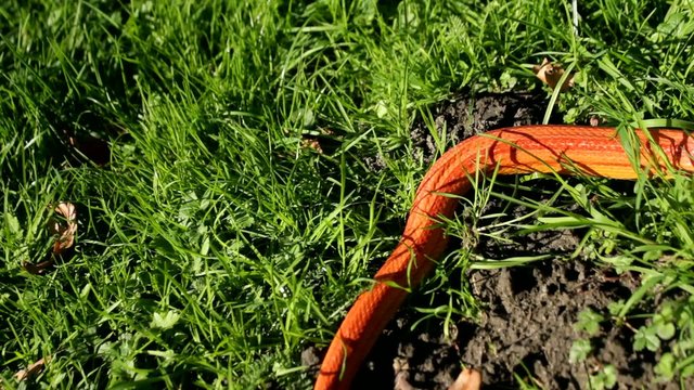 Albino Snake - Grass Snake - Ringelnatter on grass