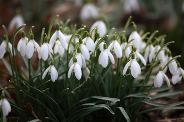 Fototapeta premium Schneeglöckchen