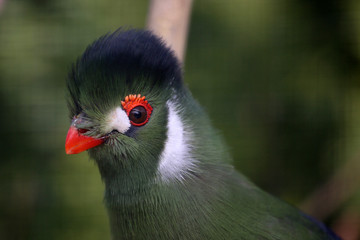 Turako