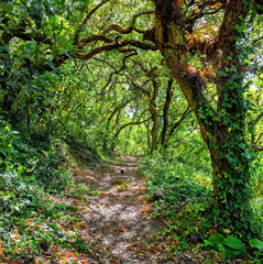 pathway trough a wild forest