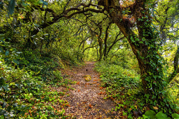 Fototapeta premium pathway trough a wild forest