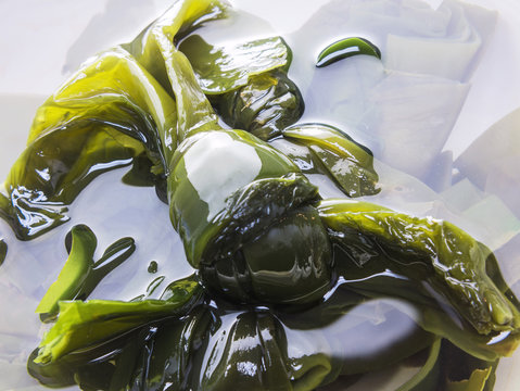 Kelpknoten