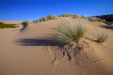 scanty vegetation on the dunes, sandy beaches, Sicily, Italy