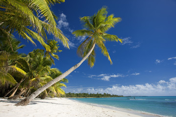 DOMINICAN REPUBLIC, SAONA ISLAND, PALM TREES ON BEACH