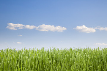 UNCUT GRASS UNDER A CLEAR BLUE SKY