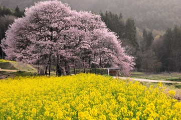 菜の花と黒部の桜