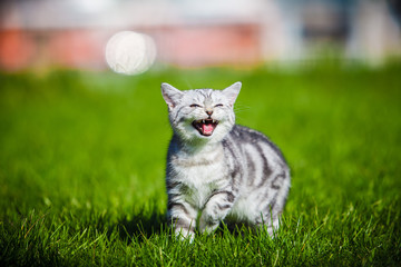 Веселый котик