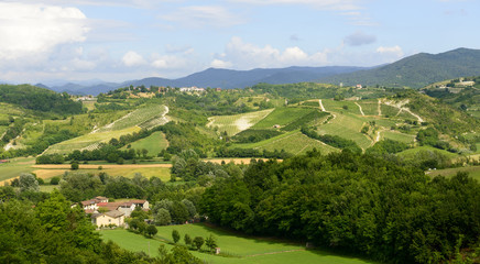 Fototapeta na wymiar Summer landscape in Monferrato (Italy)