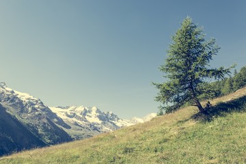 Fototapeta na wymiar Lonely tree on a mountain meadow.