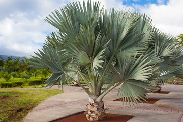 Naklejka premium palmier latanier bleu, endémique de la Réunion