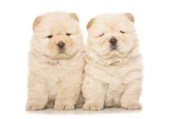 chow-chow puppies