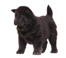black chow-chow puppy