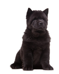black chow-chow puppy