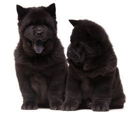 Fototapeta premium chow-chow black puppies