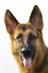 german sheepdog portrait