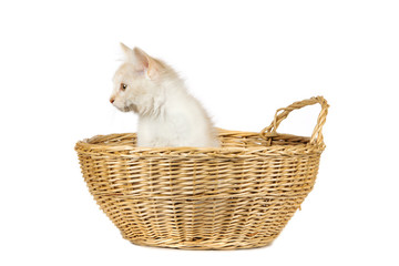 Fototapeta na wymiar cute cat isolated over white background
