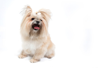 Cute small dog on white background