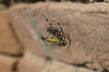 Spider and hers victim caught in the web near the brick wall