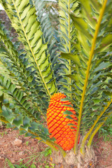 inflorescence de palmier sagoutier