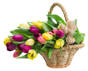 Fototapeta na wymiar bouquet of yellow and purple tulip flowers