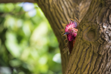 Ruster chicken portrait in Hawaii