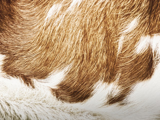 cow fur background (33)