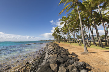 Coconut Palm tree on the sandy beach in Kapaa Hawaii, Kauai