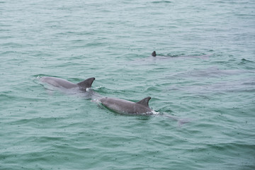 Bottlenose Dolphin Group