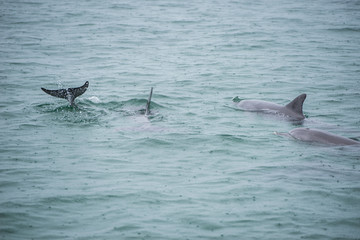 Fototapeta premium Bottlenose Dolphin Group