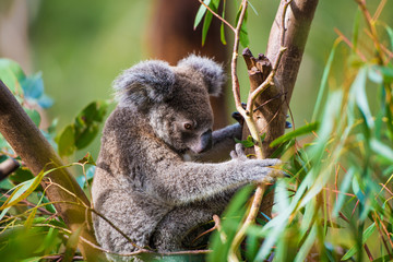koala