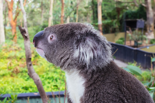 koala