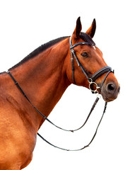 Portrait of bay horse on a white background