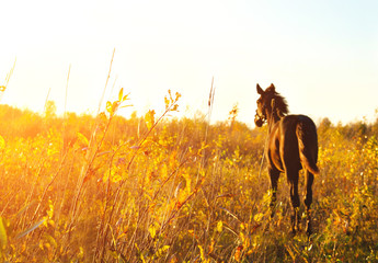 Foal standing in a field one - 79850669