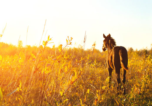Foal standing in a field one