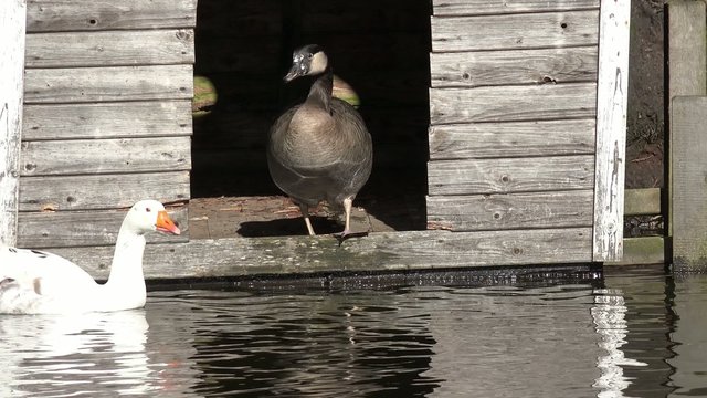 Hausg&auml;nse und Enten schwimmen an Nonnengans vorbei