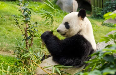 Papier Peint photo Lavable Panda Ours panda géant affamé mangeant du bambou