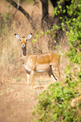 One impala in Africa