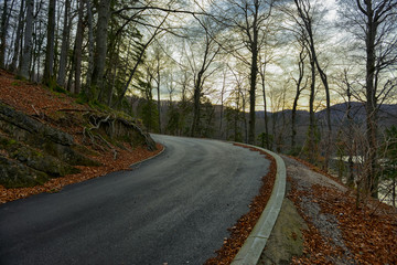 Road in autumn forest landscape